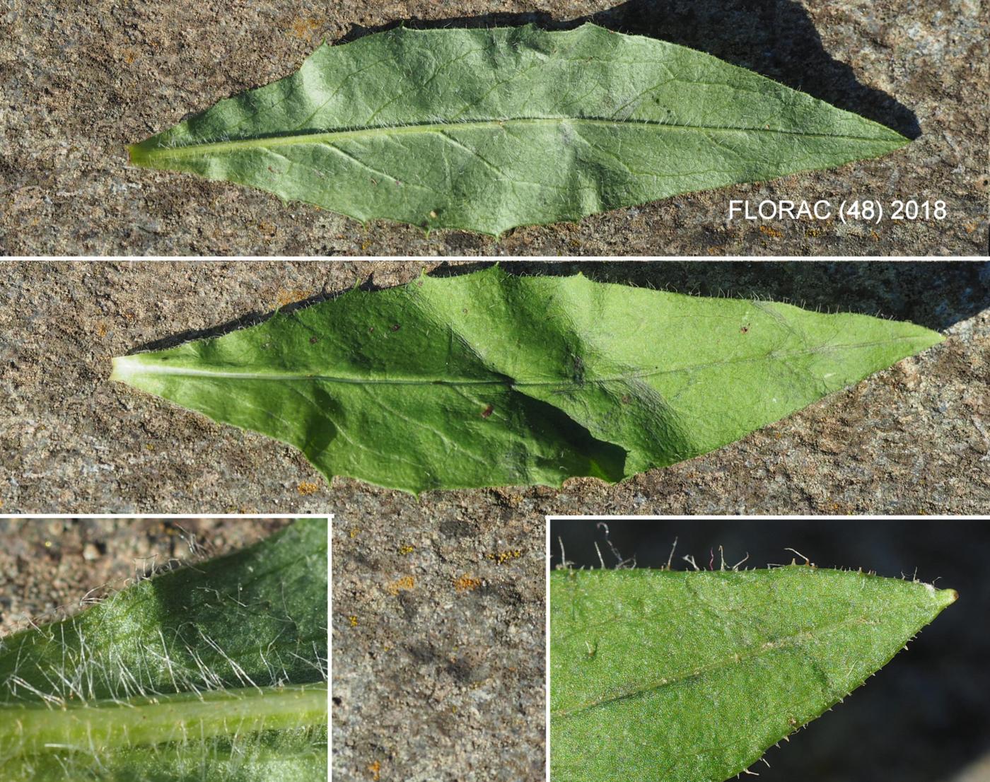 Hawkweed, (of Turin) leaf